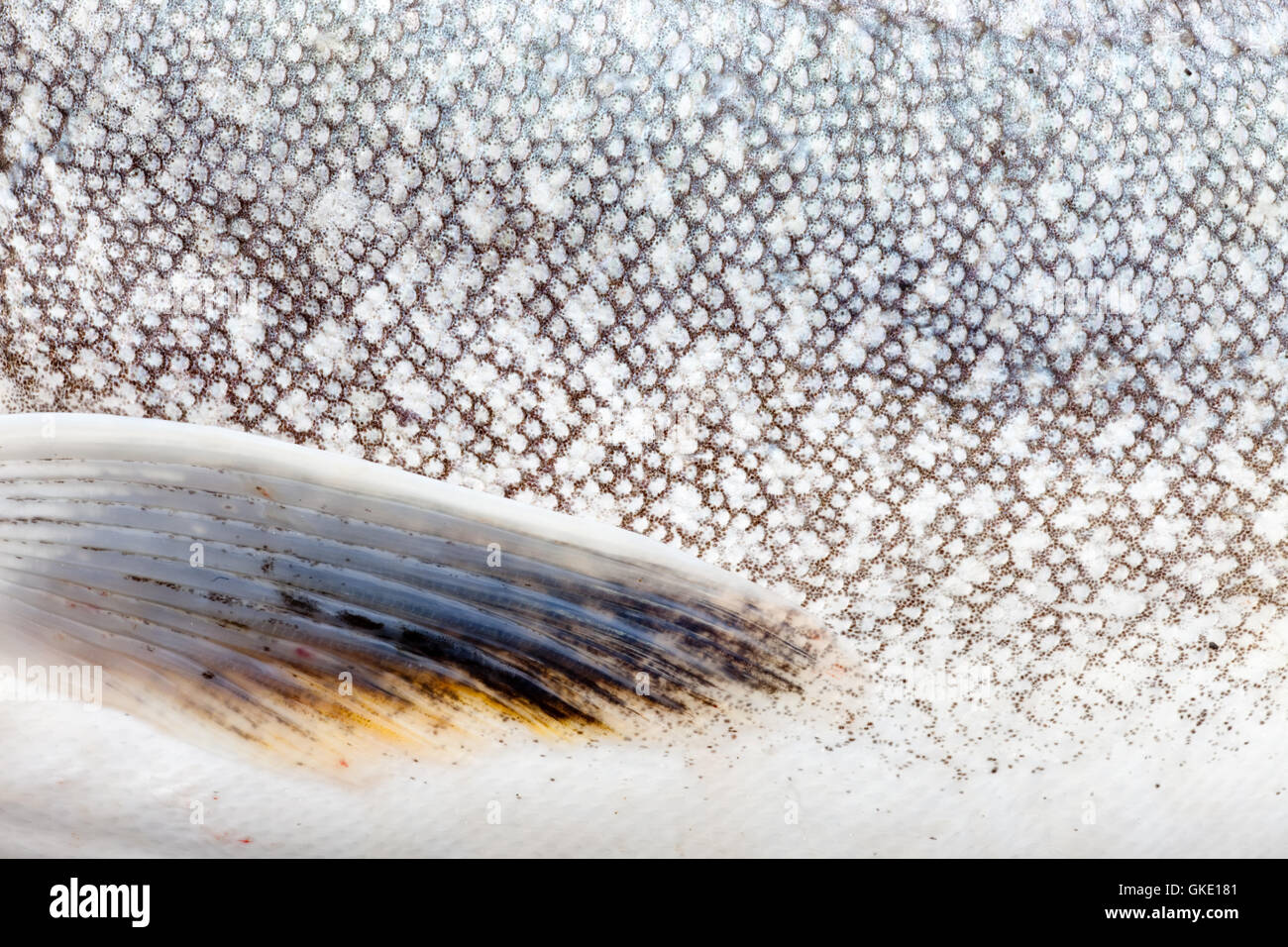 Trota di lago (Salvelinus namaycush) pelle close-up Foto Stock