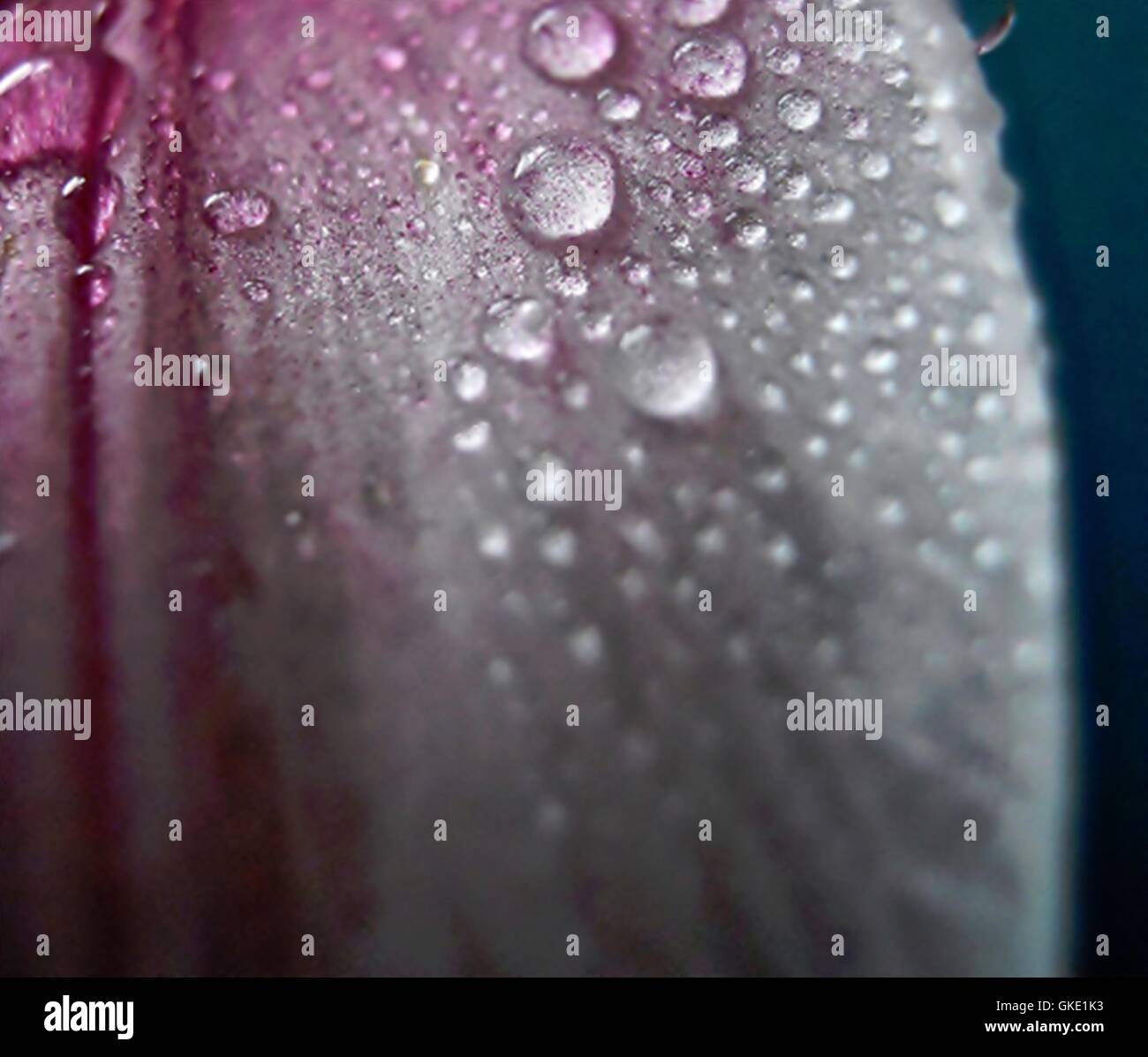 acqua di waterdrop Foto Stock