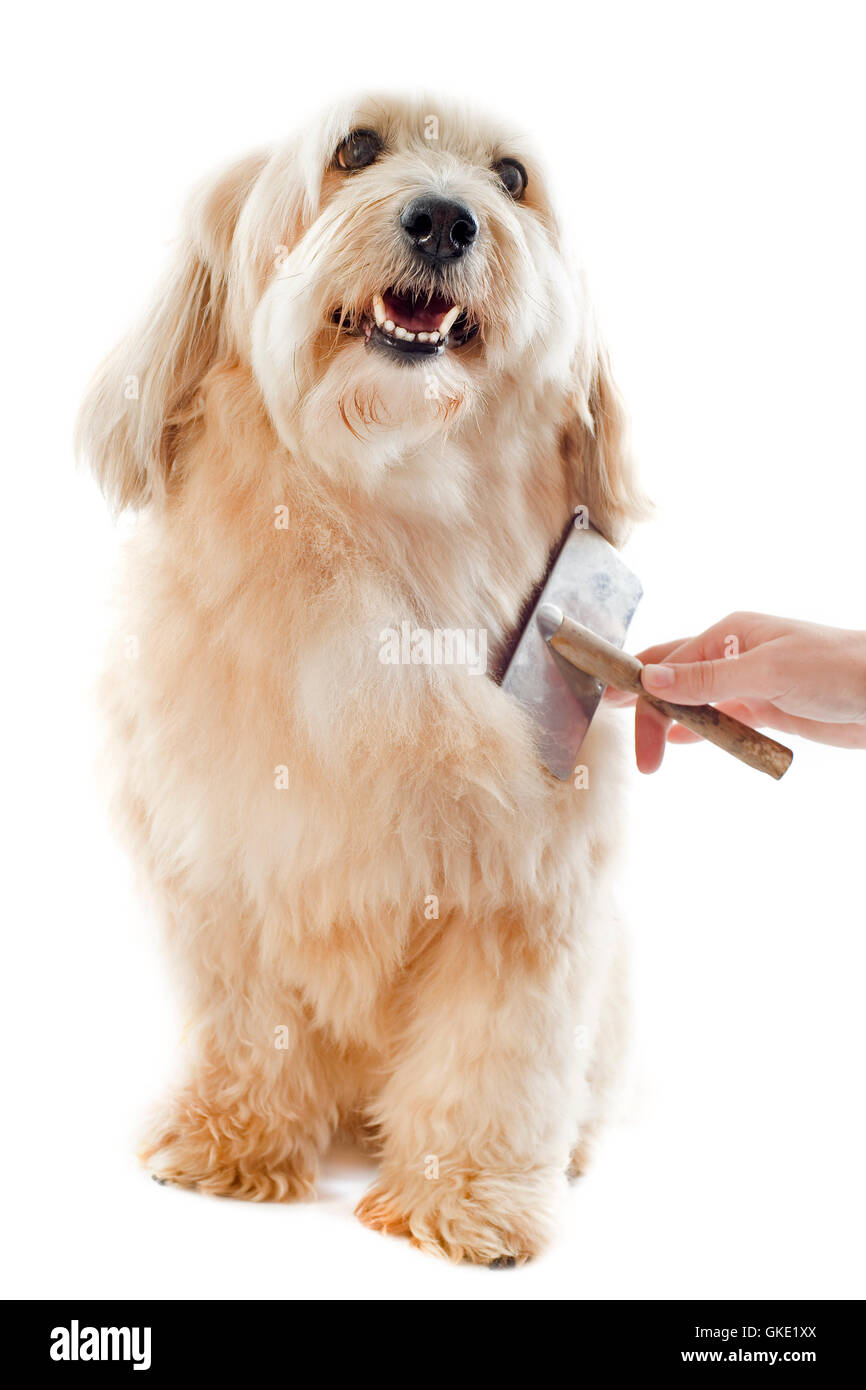 Dog grooming a pettine Foto Stock