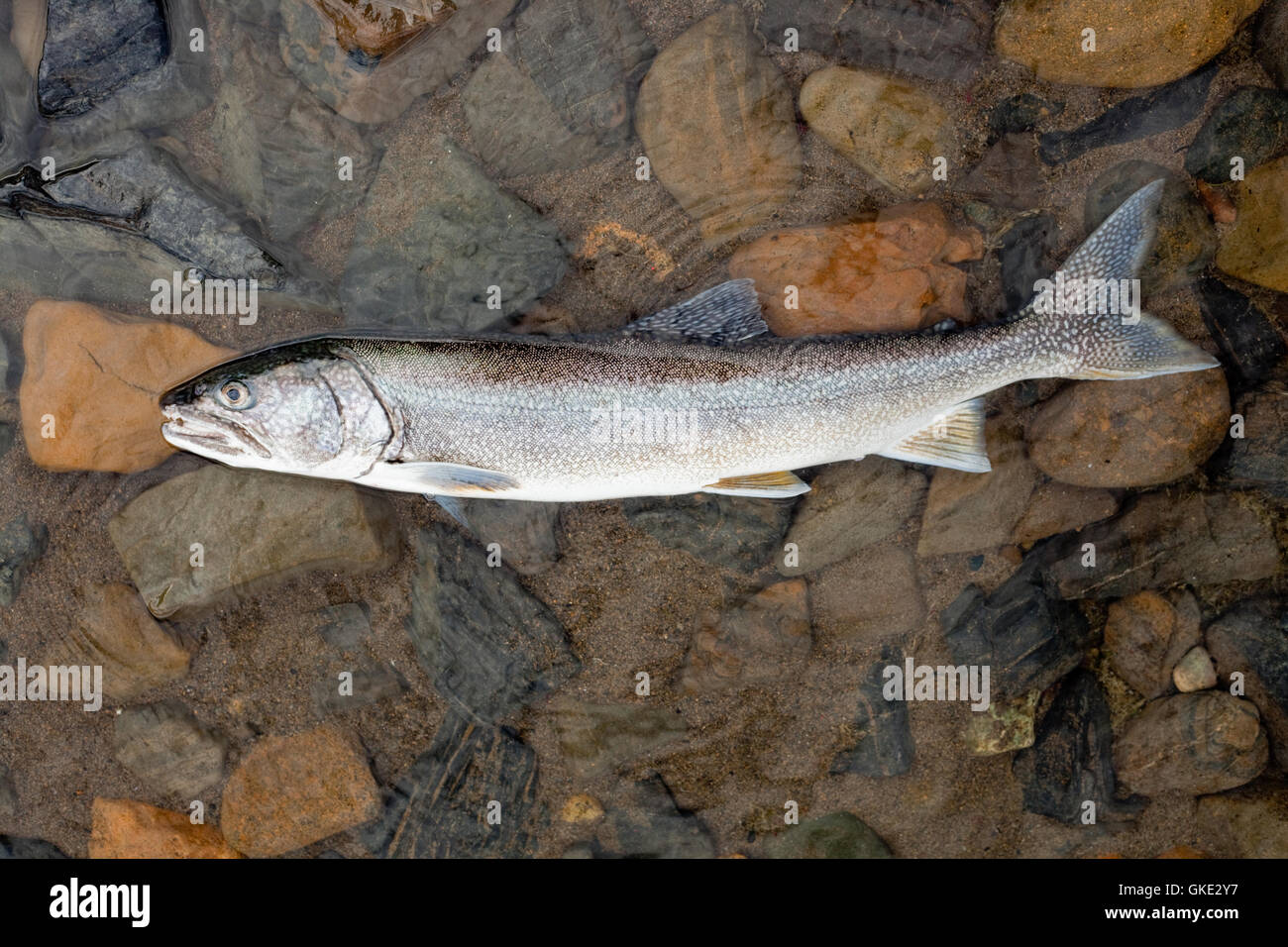 Trota di lago (Salvelinus namaycush) Foto Stock