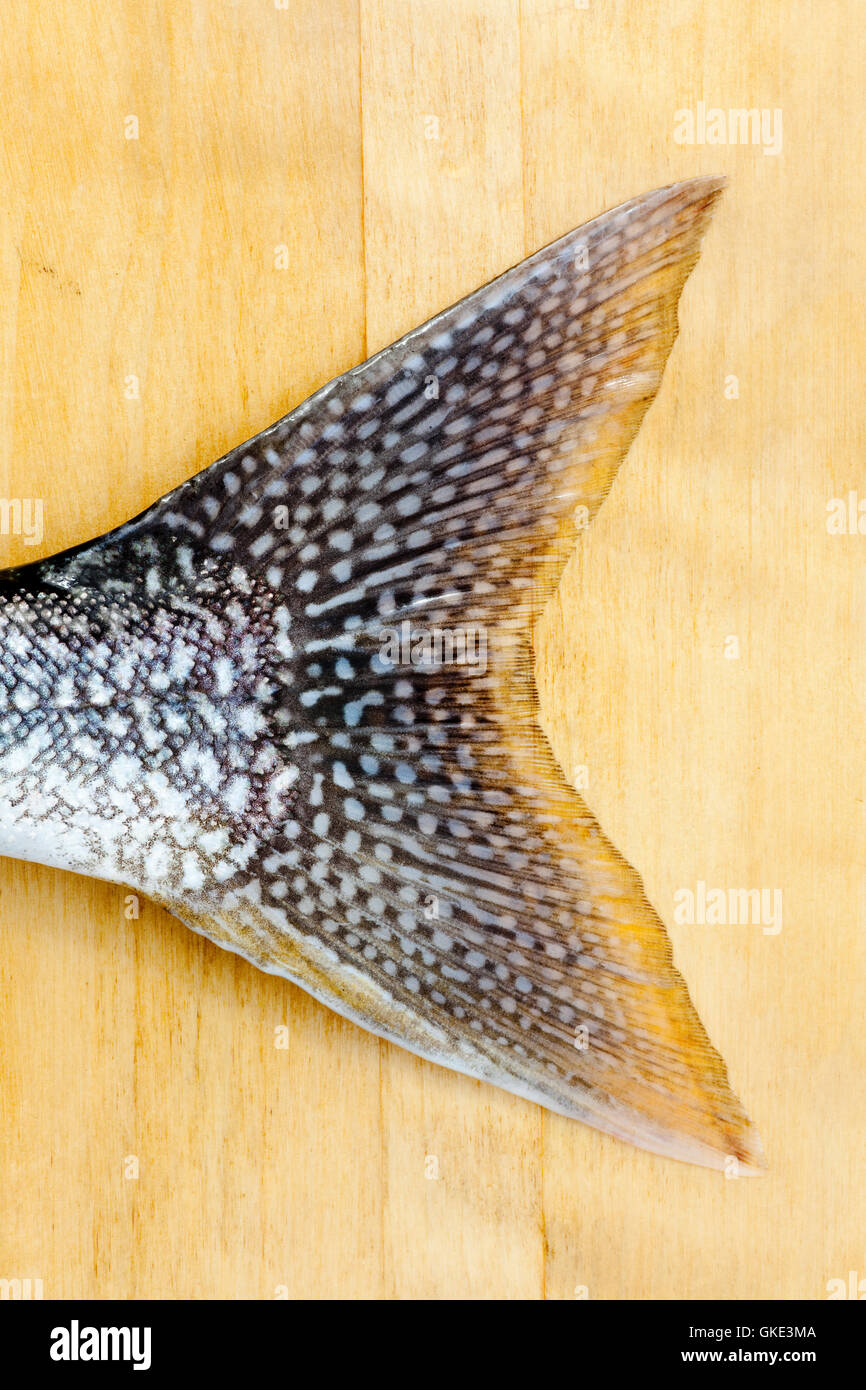 Pinna di coda di trota di lago (Salvelinus namaycush) Foto Stock