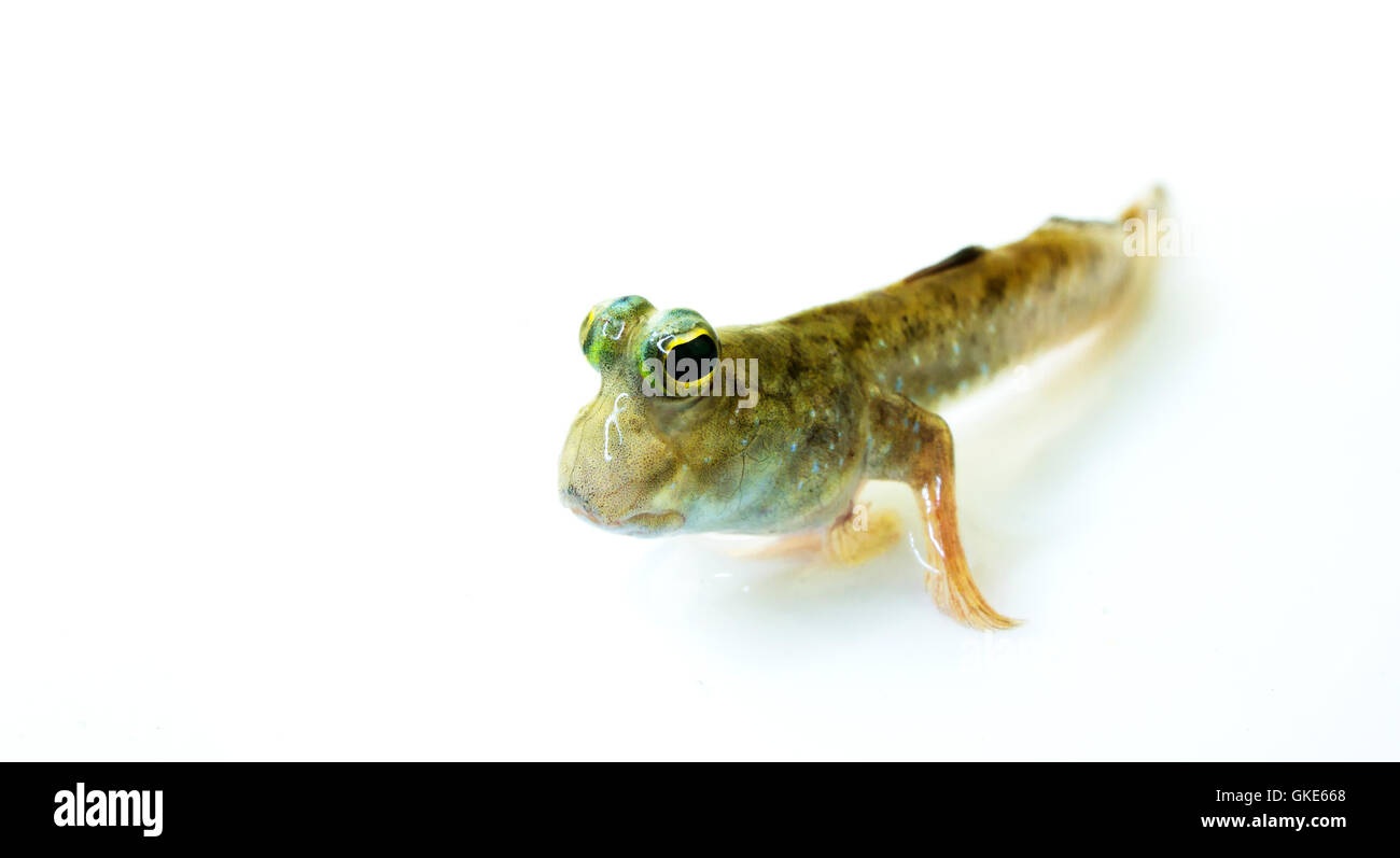 Mudskipper Foto Stock