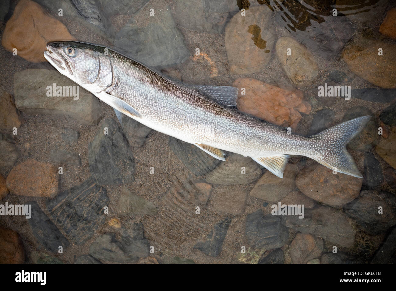Trota di lago (Salvelinus namaycush) Foto Stock