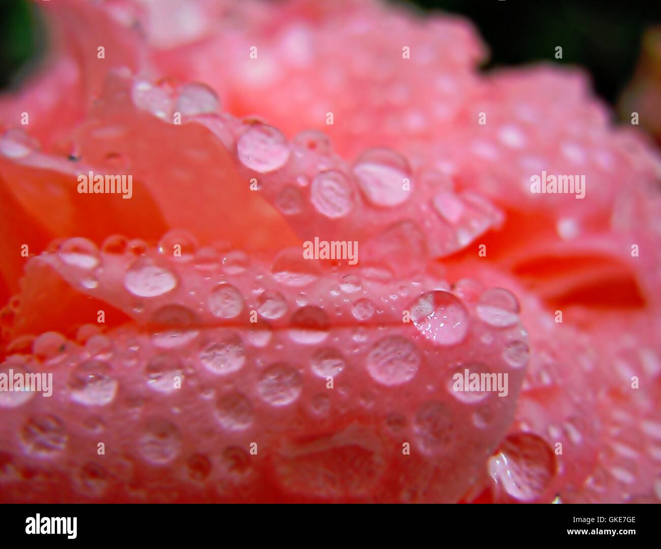 Gocce d'acqua l'acqua scende Foto Stock