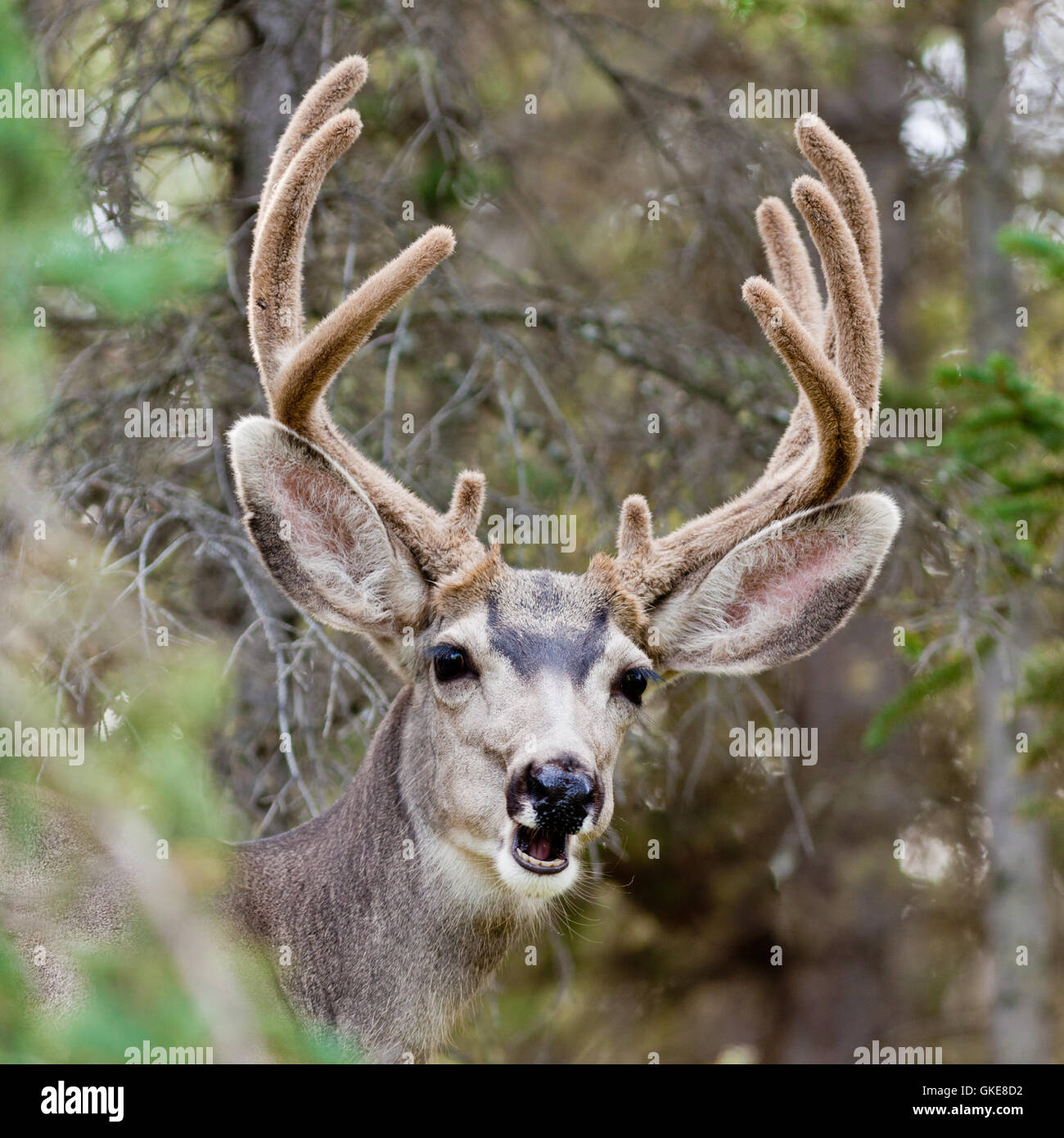 Funny Mule Deer buck ritratto con corna di velluto Foto Stock