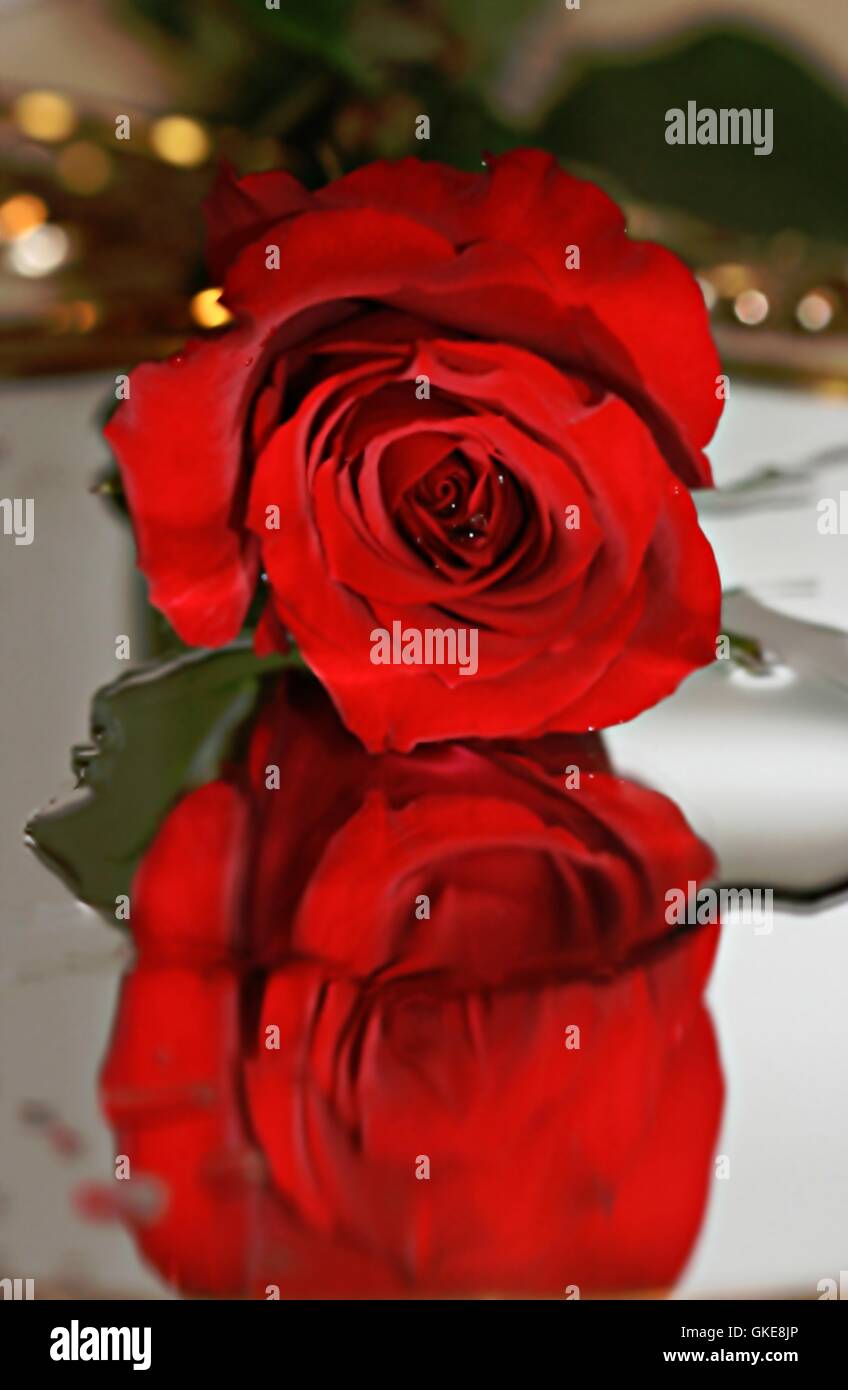 Red Rose specchi Foto Stock