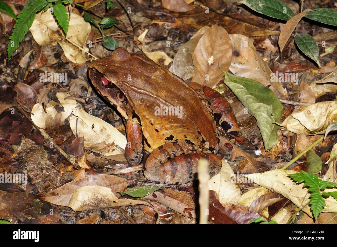 Poison dart frog (noto anche come dart-poison frog, veleno rana o precedentemente noto come veleno rana freccia). Fotografato in Amazzonia peruviana Foto Stock