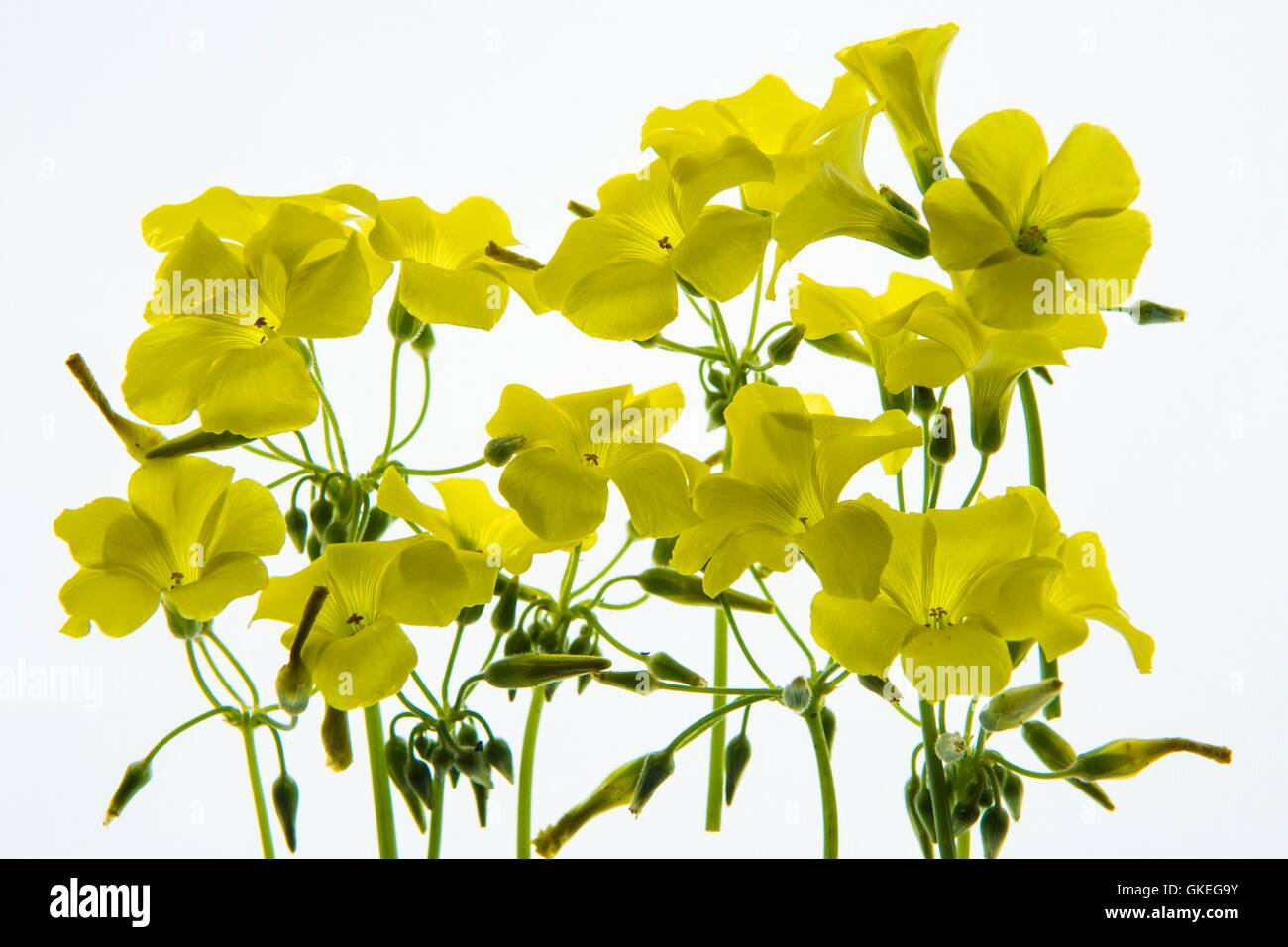 Back lit petali di fiore fotografato su una scatola di luce Foto Stock