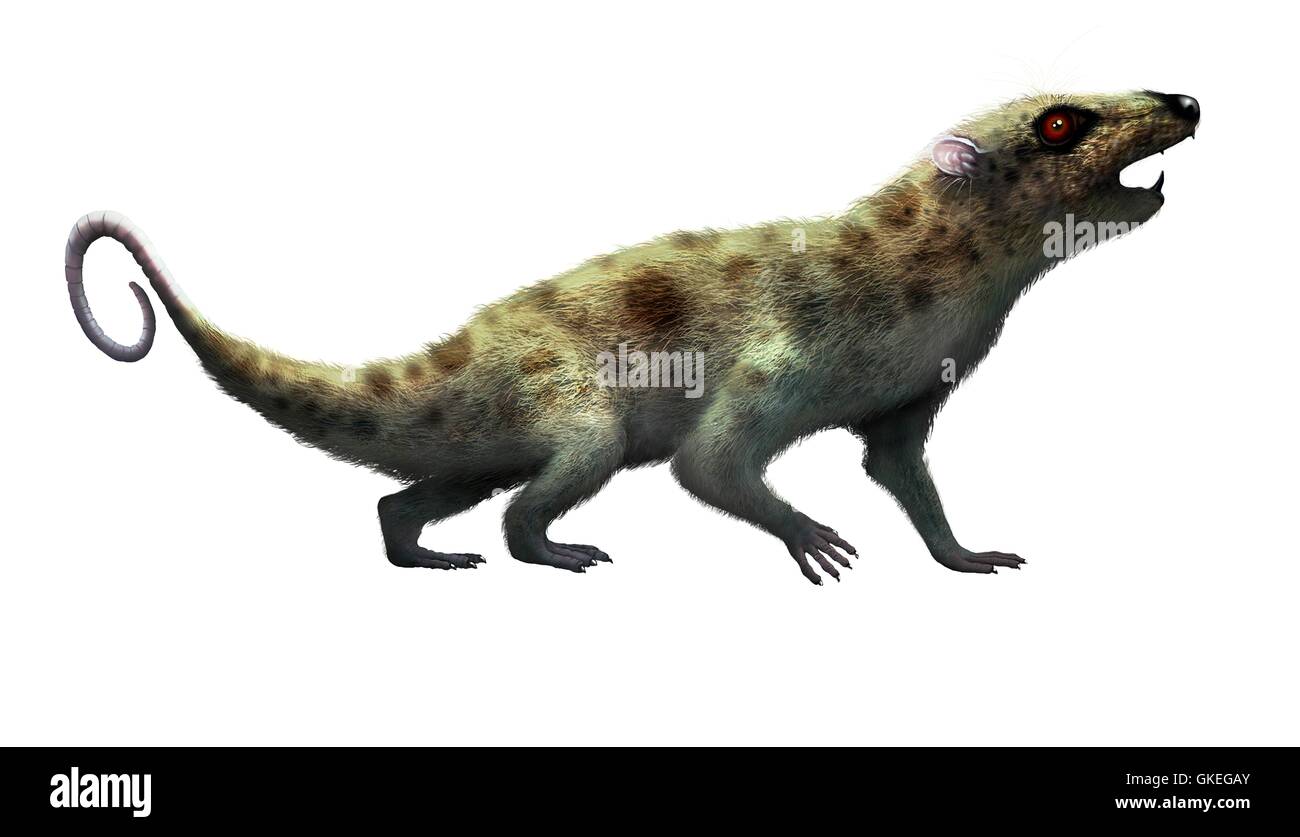Illustrazione di ritaglio di un inizio di rat-come mammifero, chiamato Ptilodus. Ptilodus era uno degli animali che hanno preso il posto dei dinosauri una volta erano estinte. Essa è stata di circa 30 a 50 cm Foto Stock