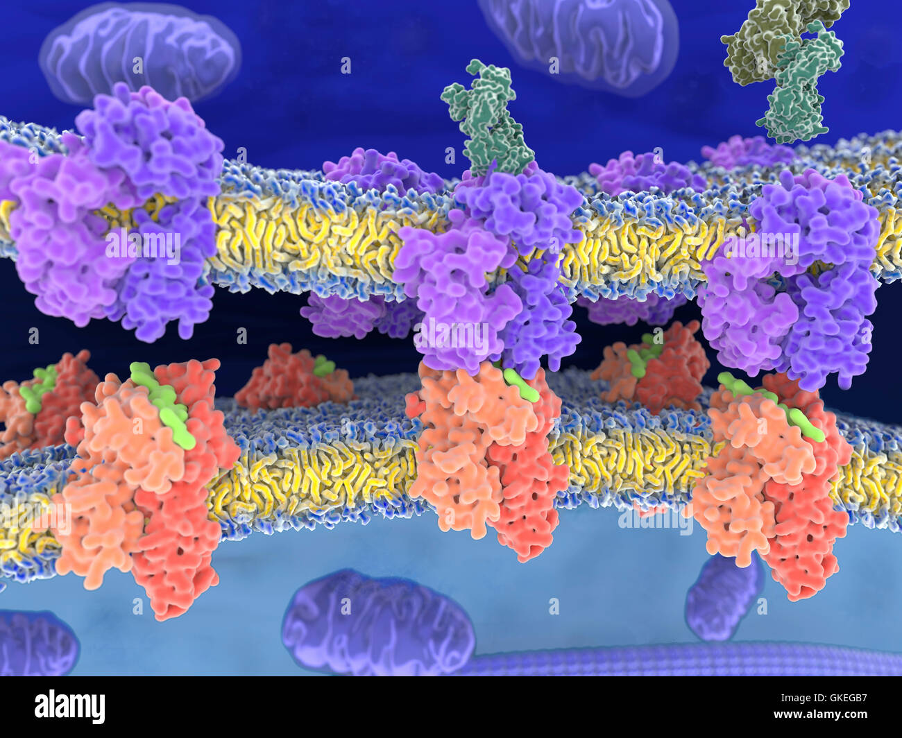 Computer illustrazione di recettori di cellule T (viola) il legame di MHC-complessi antigene (arancione e verde). L'antigene (luce verde) è un peptide da una cellula tumorale, batteri o virus. Un numero di cellule che presentano antigeni di linfociti tramite legati alla membrana del complesso maggiore di istocompatibilità (MHC) molecole (arancione). Dopo il legame di MHC-complesso antigene, il recettore di cellula T invia un segnale in cascata il linfocita T cellula (top) che attiva una risposta immunitaria. Foto Stock