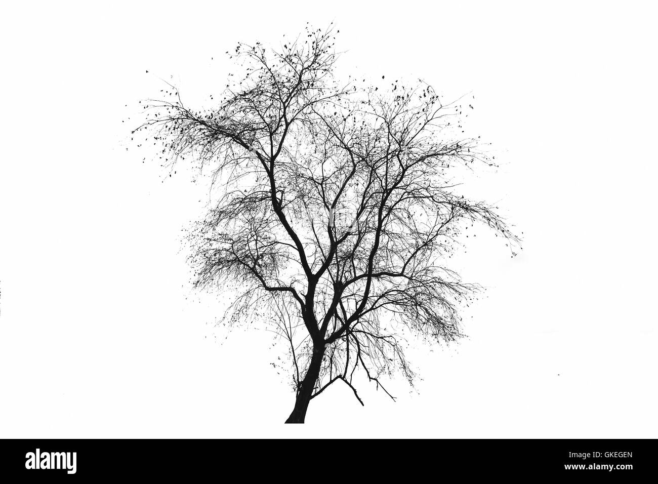 Albero isolato sfondo bianco Foto Stock