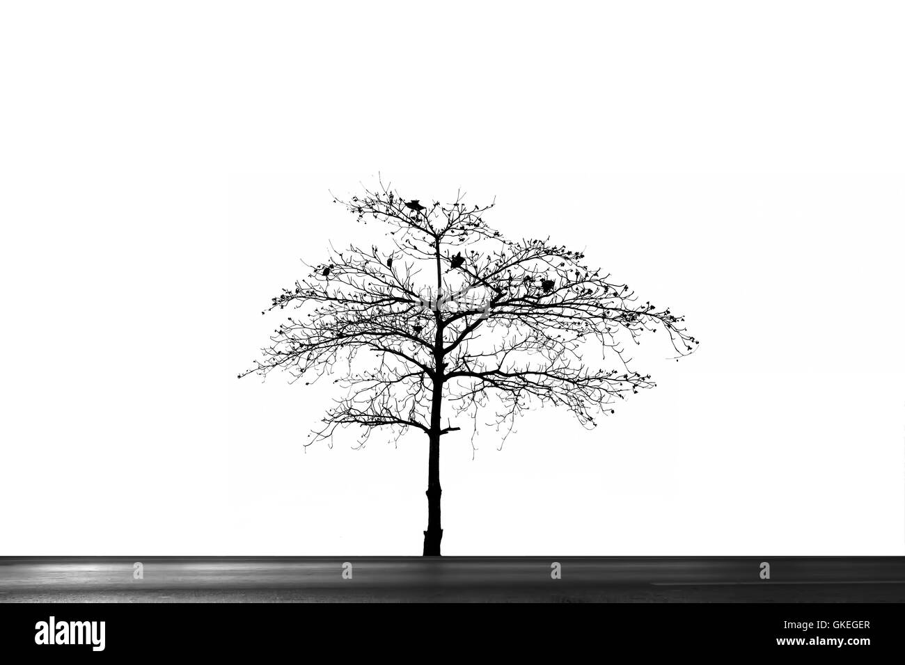 Albero isolato sfondo bianco Foto Stock