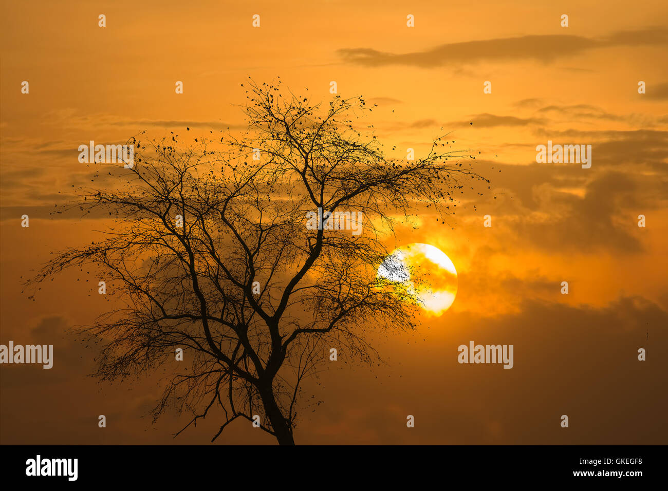 Il sole, le nuvole, cielo, alberi Foto Stock