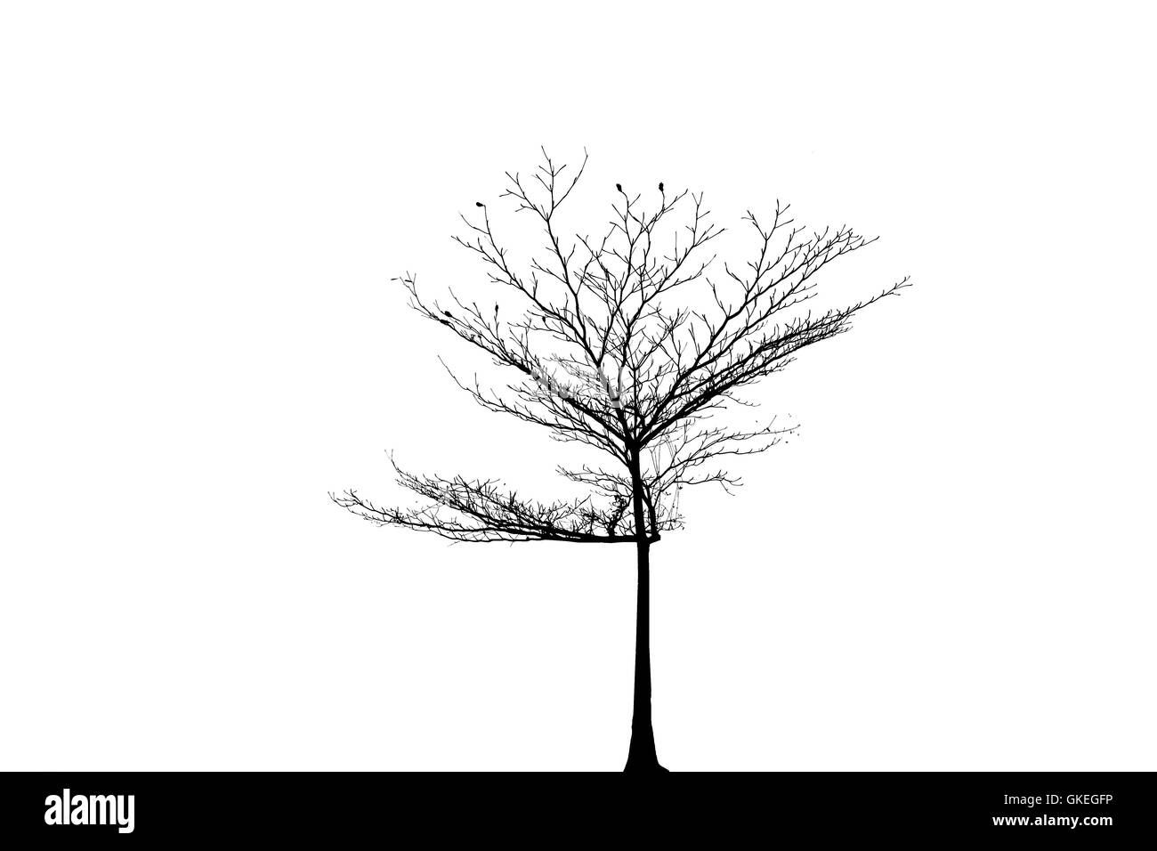 Albero isolato sfondo bianco Foto Stock