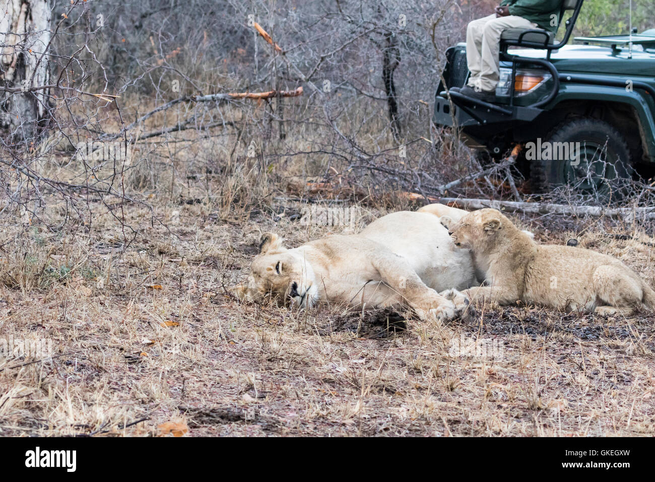 Otthawa orgoglio leonessa e cub riposo dopo divorando un kudu, Exeter Riserva Privata, Sabi Sands, Sud Africa Foto Stock