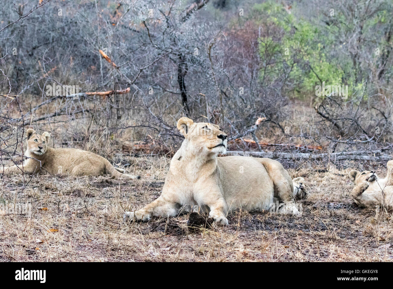Otthawa orgoglio lions riposo dopo divorando un kudu, Exeter Riserva Privata, Sabi Sands, Sud Africa Foto Stock