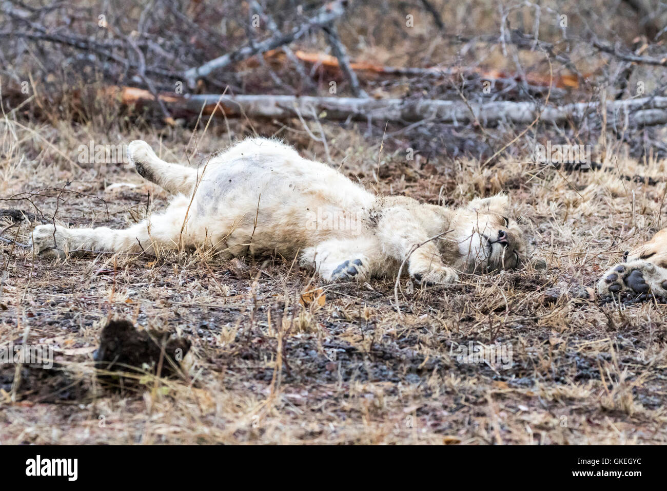 Otthawa orgoglio LION CUB riposo dopo divorando un kudu, Exeter Riserva Privata, Sabi Sands, Sud Africa Foto Stock