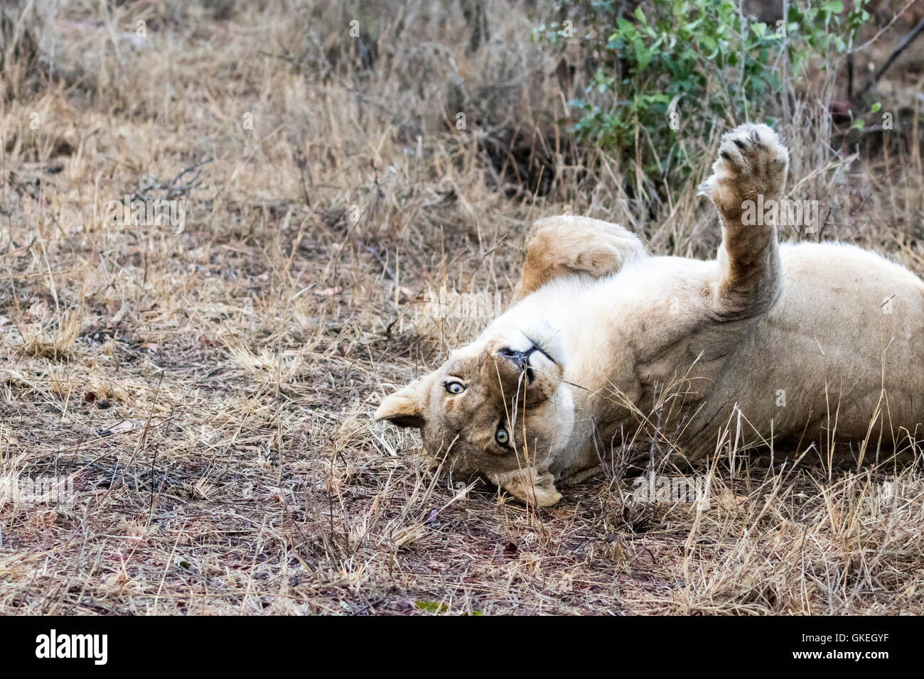 Otthawa orgoglio leonessa a riposo dopo un divorante kudu, Exeter Riserva Privata, Sabi Sands, Sud Africa Foto Stock