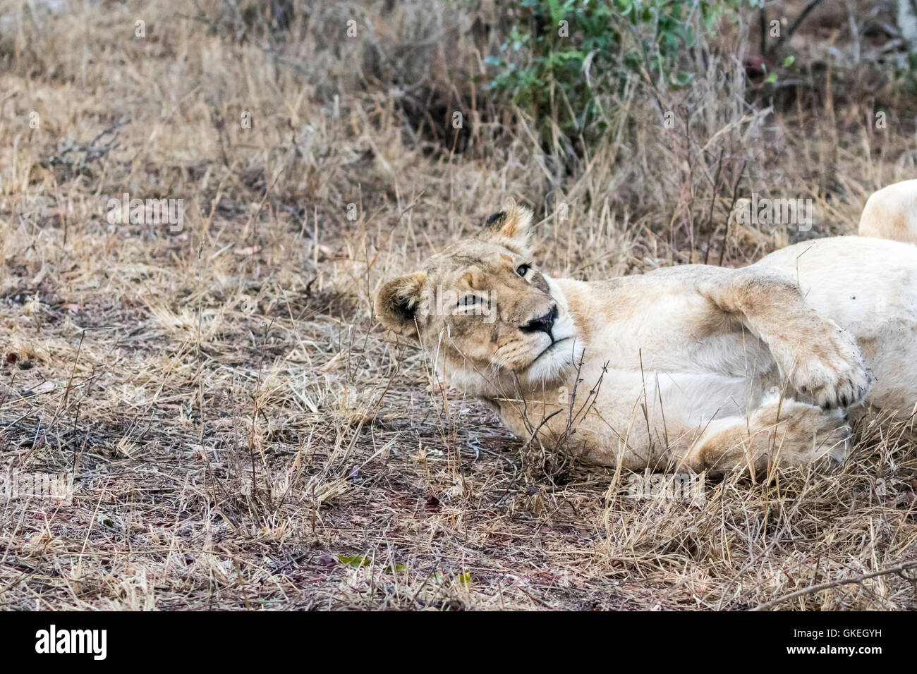 Otthawa orgoglio leonessa a riposo dopo un divorante kudu, Exeter Riserva Privata, Sabi Sands, Sud Africa Foto Stock