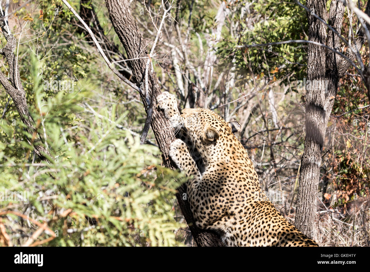 Donna africana di leopard scent-albero di marcatura, Exeter riserva privata, Sud Africa Foto Stock
