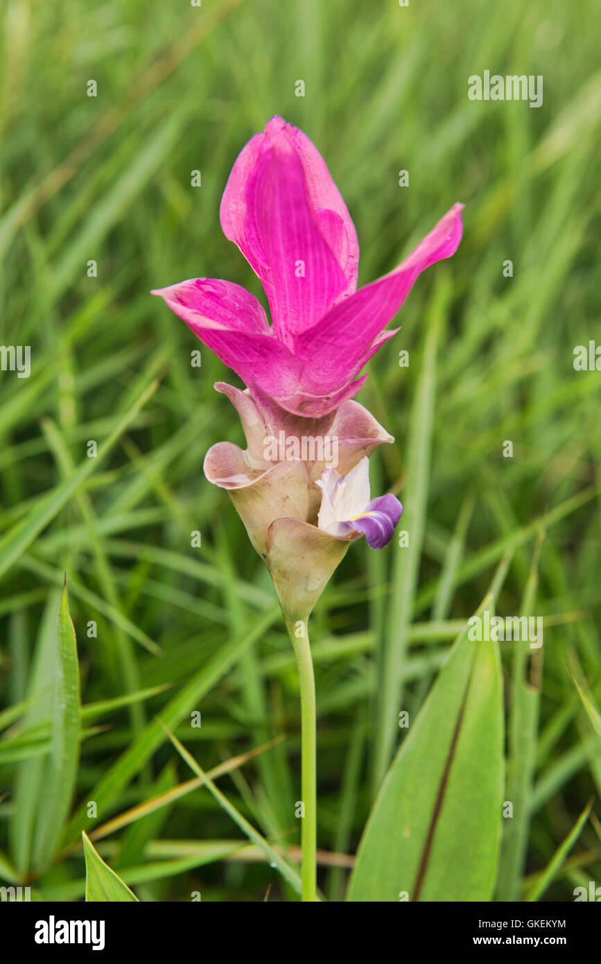 Wild Siam tulip (Curcuma alismatifolia) Sai Thong National Park, Chaiyaphum, Thailandia Foto Stock