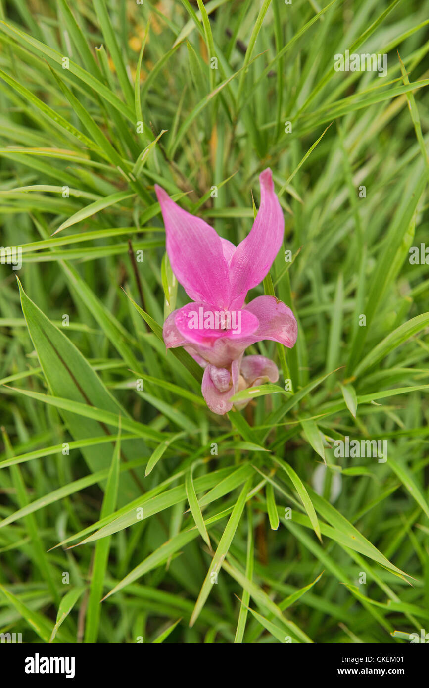 Wild Siam tulip (Curcuma alismatifolia) Sai Thong National Park, Chaiyaphum, Thailandia Foto Stock