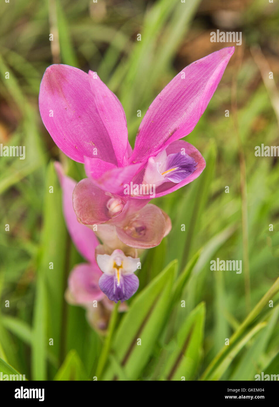 Wild Siam tulip (Curcuma alismatifolia) Sai Thong National Park, Chaiyaphum, Thailandia Foto Stock