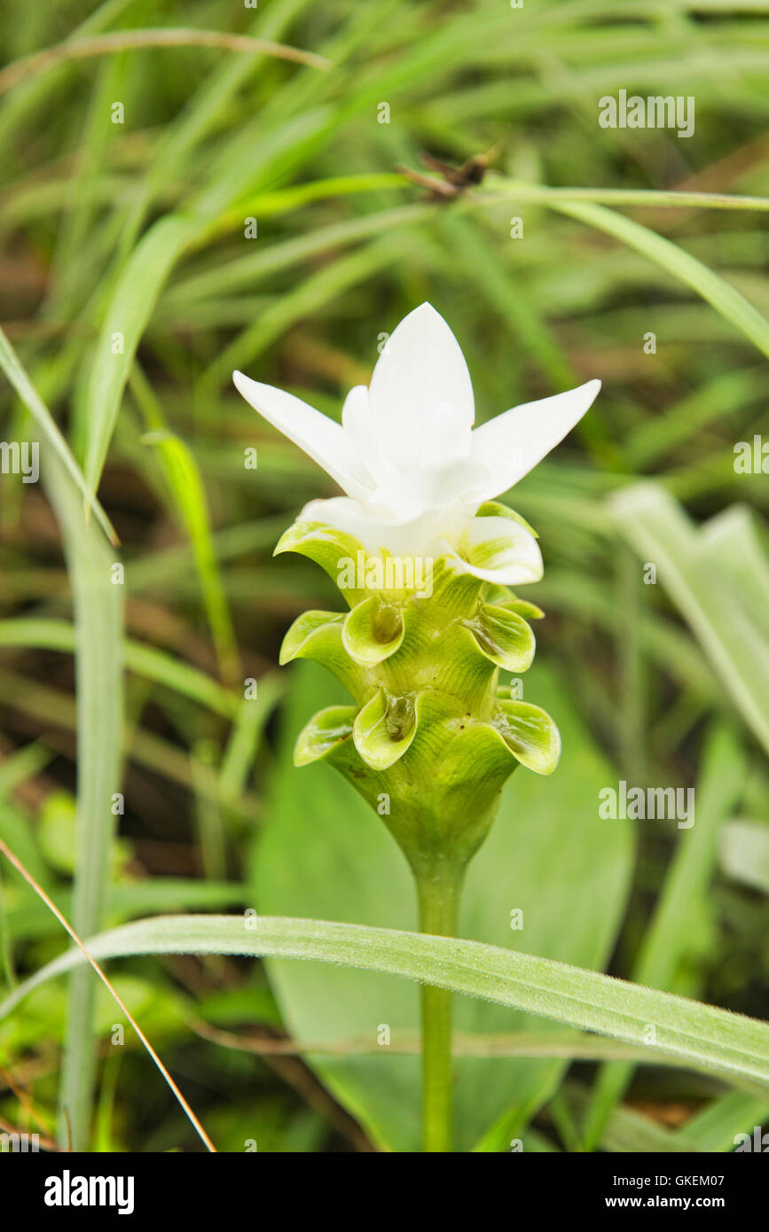 Wild Siam tulip (Curcuma alismatifolia) Sai Thong National Park, Chaiyaphum, Thailandia Foto Stock