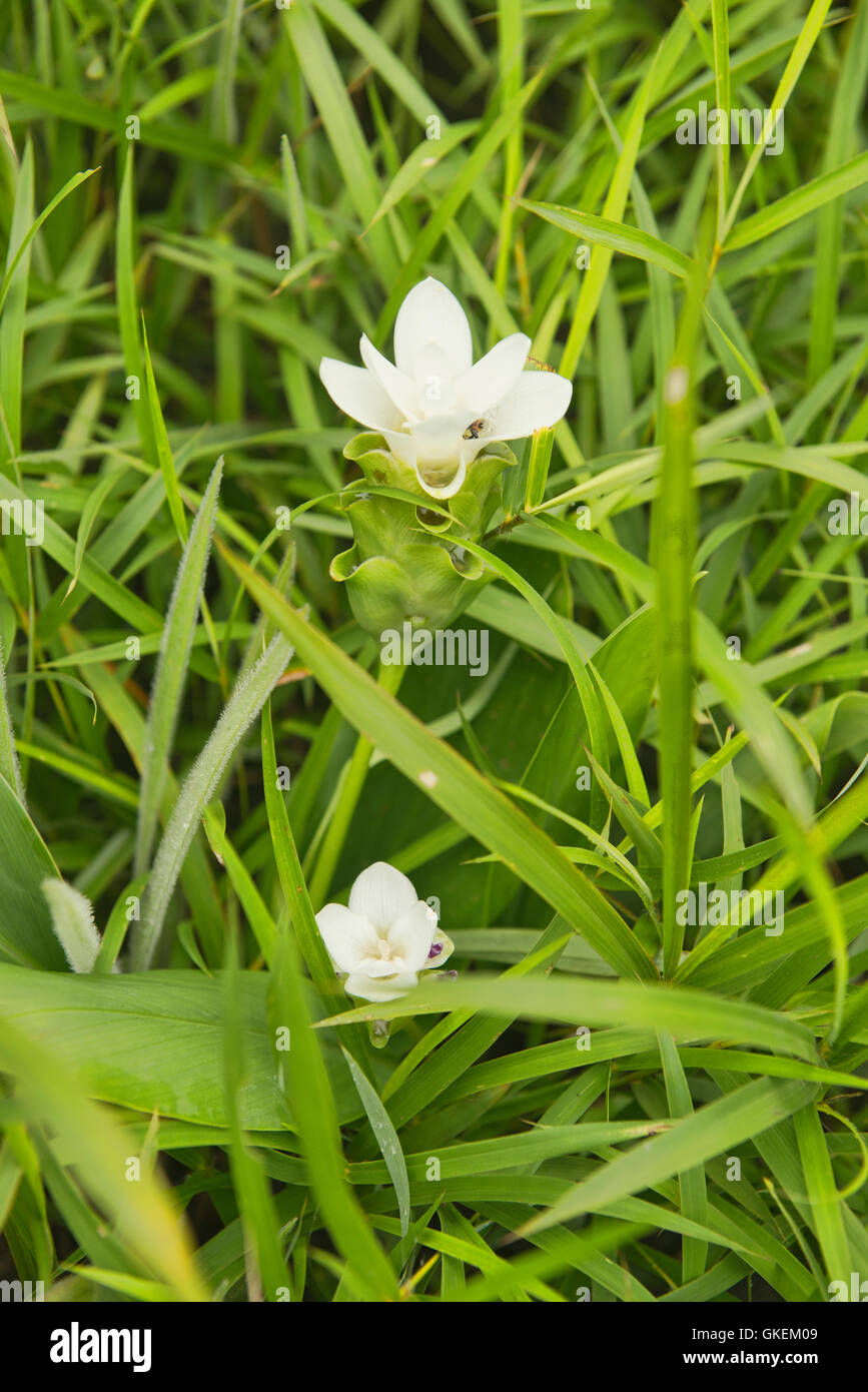 Wild Siam tulip (Curcuma alismatifolia) Sai Thong National Park, Chaiyaphum, Thailandia Foto Stock