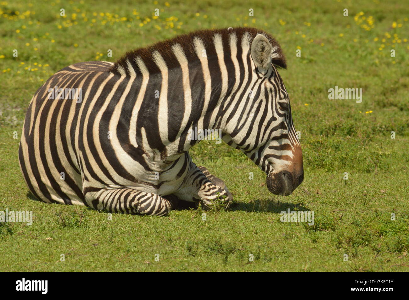 Zebre Foto Stock