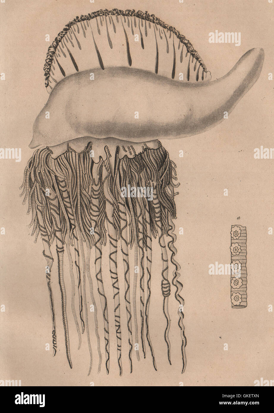 Pesci: Physalie Atlantique (Portoghese uomo o'guerra), antica stampa 1834 Foto Stock