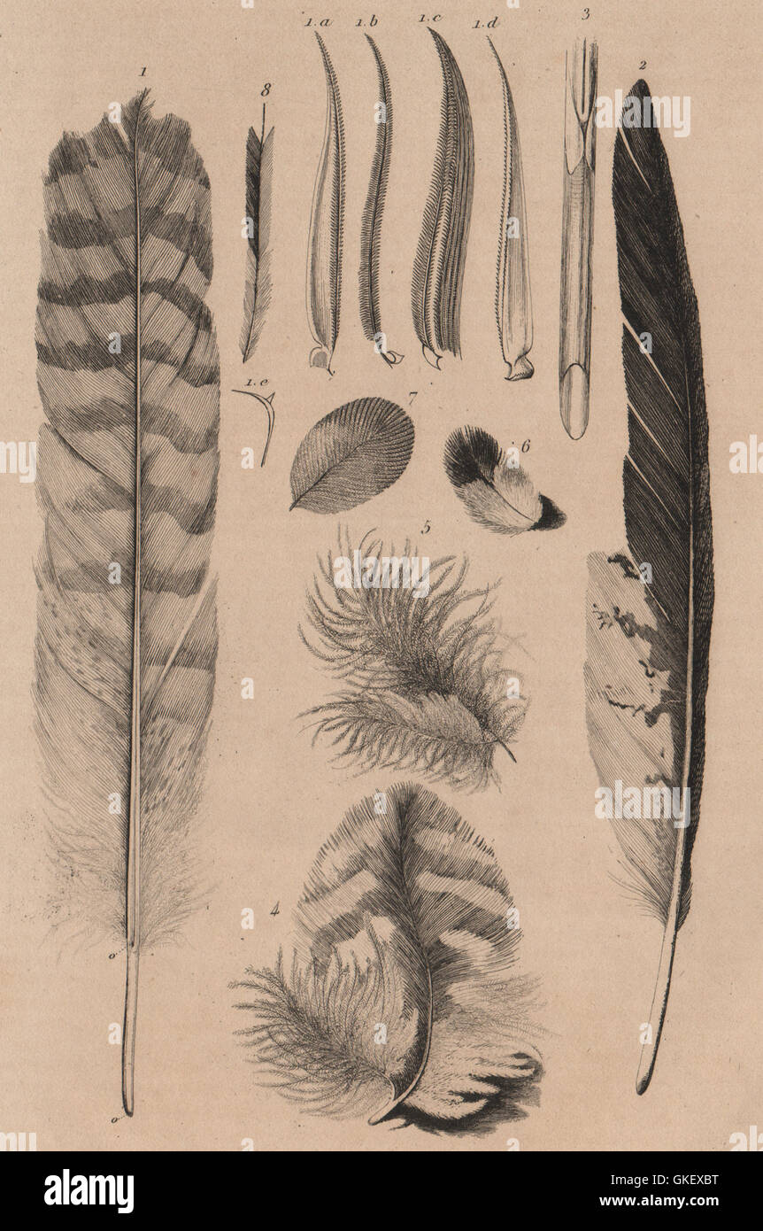 Le penne degli uccelli: Plumes, antica stampa 1834 Foto Stock
