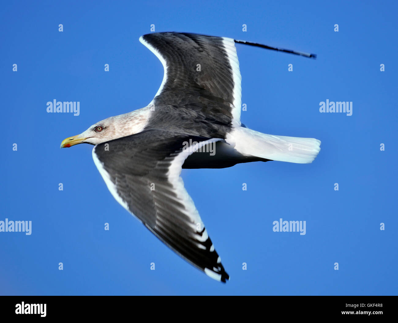 Big seagull vola attraverso un cielo blu Foto Stock