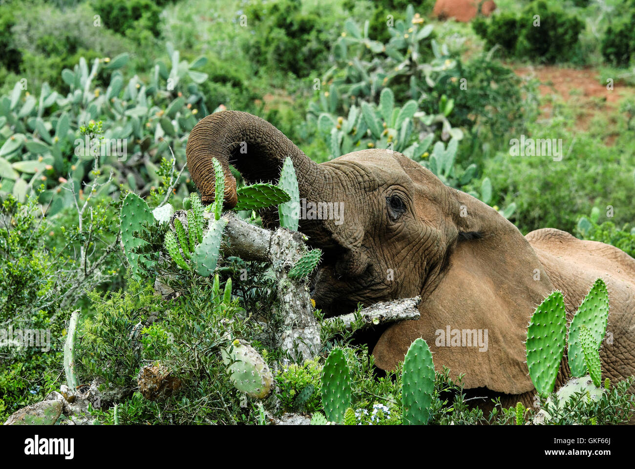 Wild elephant mangiare pungenti foglie di cactus tramite trunk. Come mangiare cibo difficile. Foto Stock