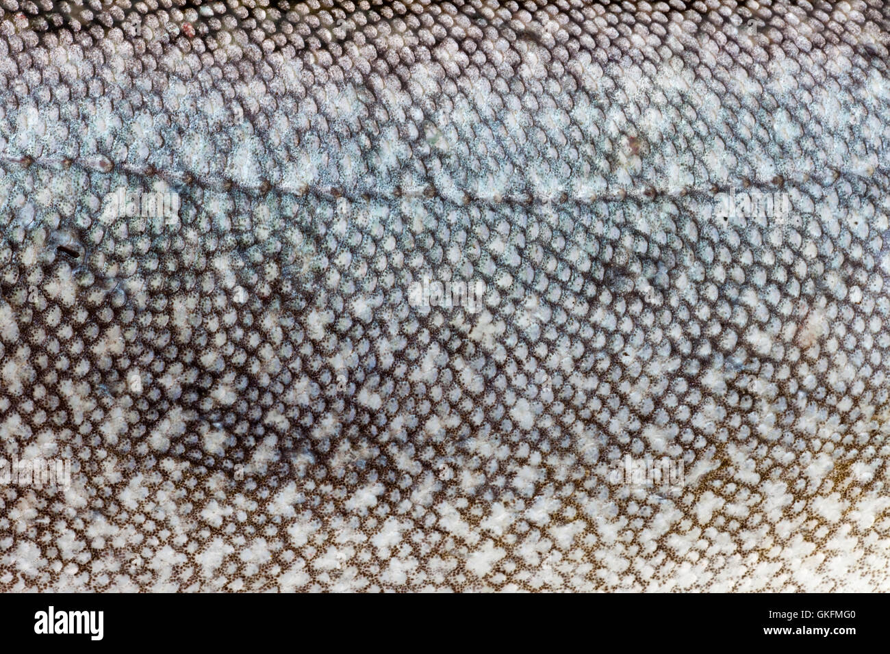 Trota di lago (Salvelinus namaycush) pelle close-up Foto Stock