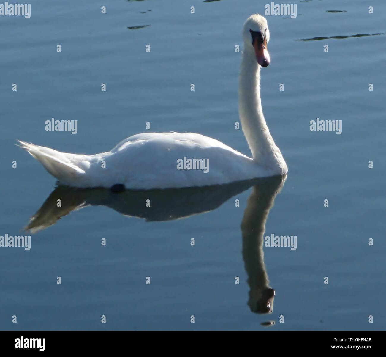 White Swan nuoto Foto Stock