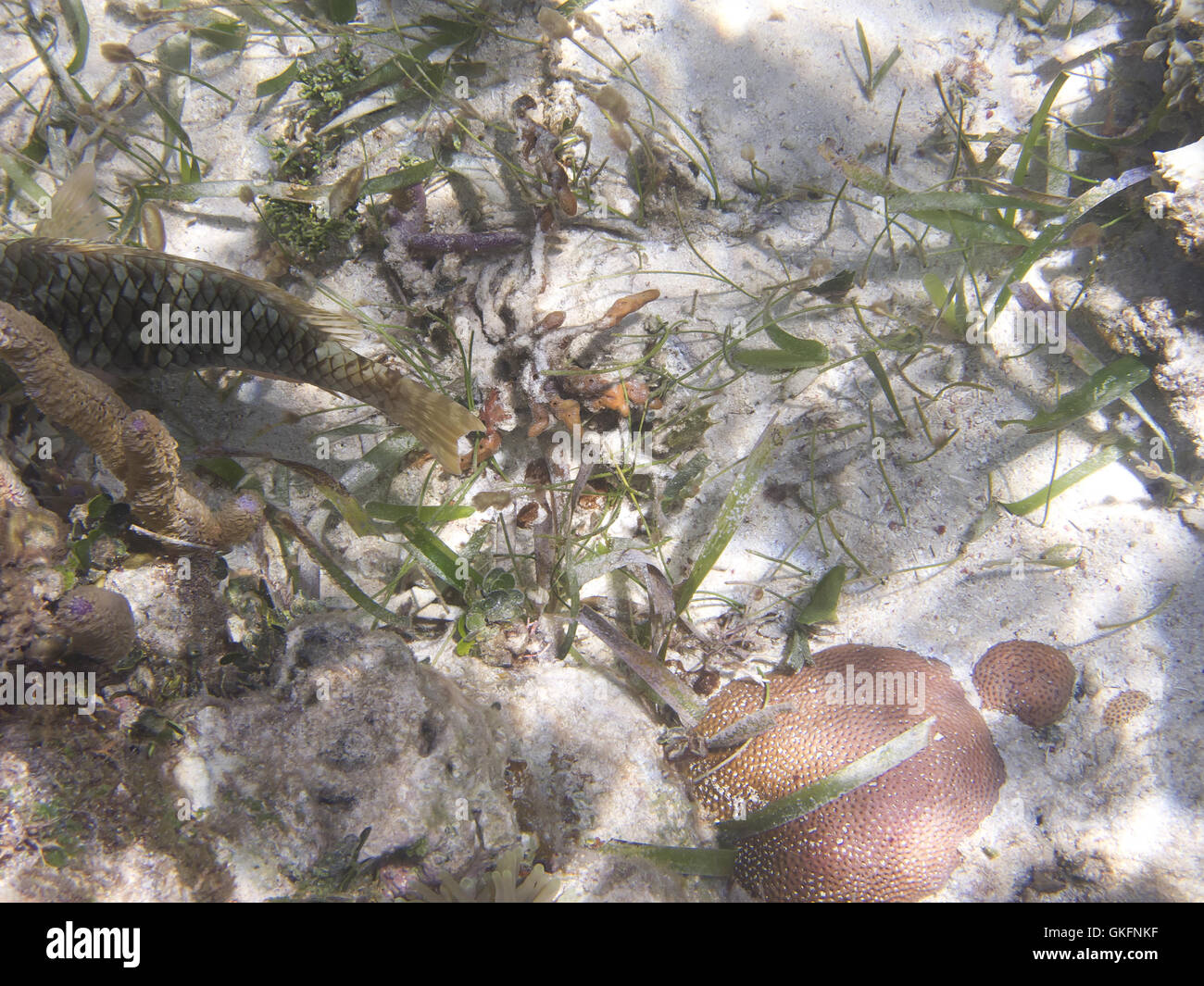 Hidding pesce Foto Stock