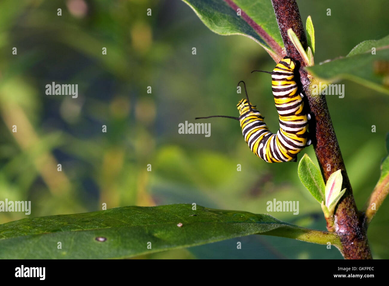 Farfalla monarca Caterpillar Foto Stock