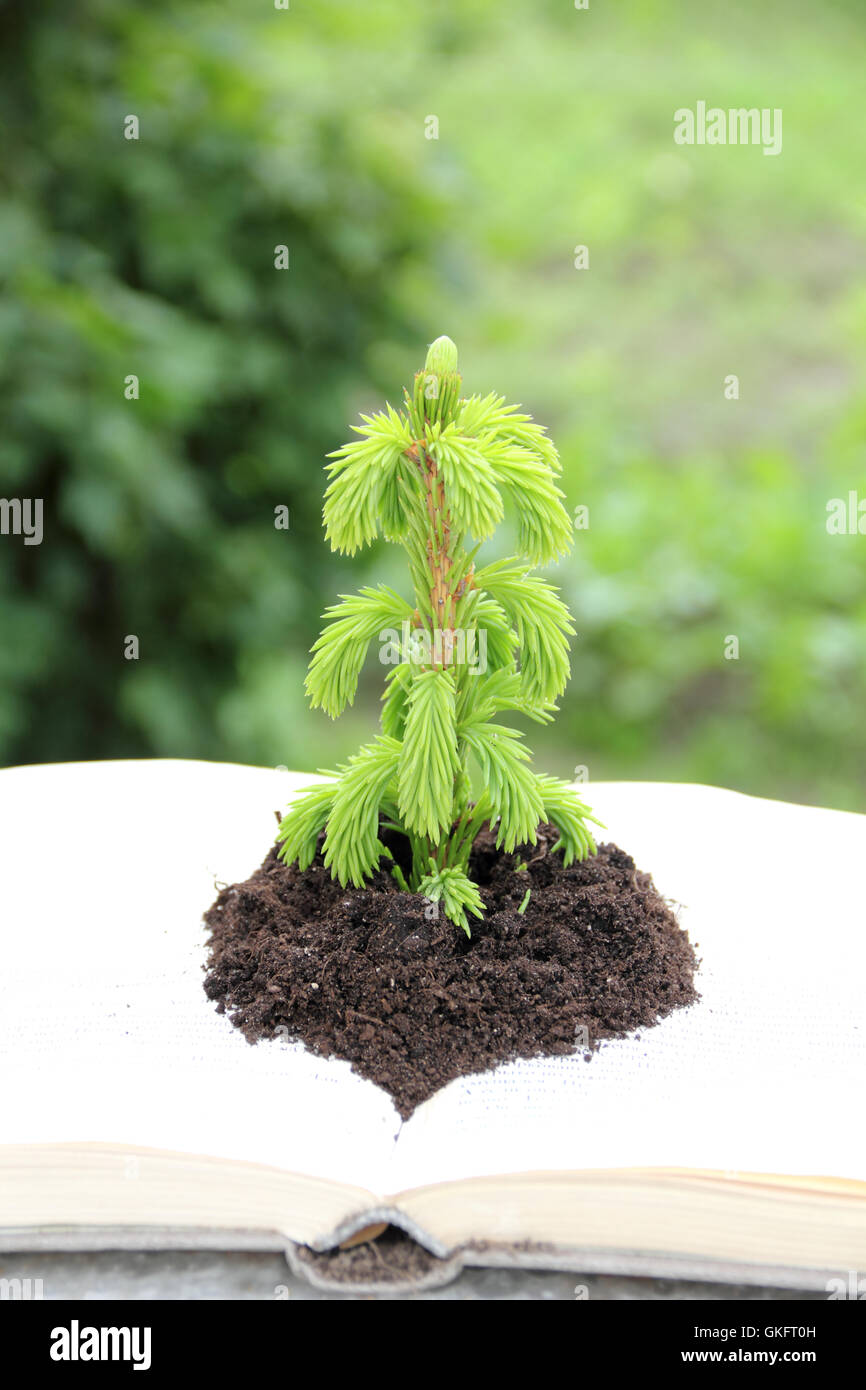 I germi della conoscenza Foto Stock