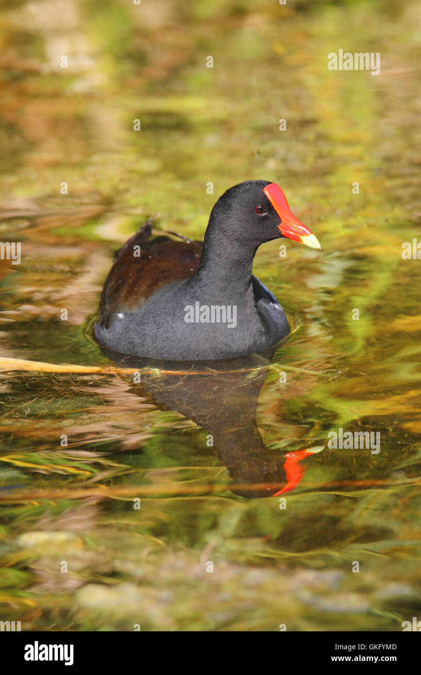 Uccelli selvatici selvatici Foto Stock