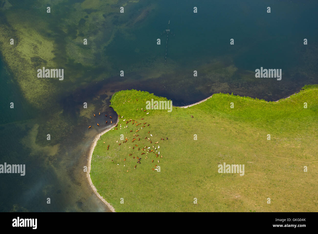 Vista aerea, bovini di balneazione e la mandria di vacche nutrici, Grosser Schwerin Corno di pietra, penisola nella Müritz riserva naturale, Müritz Foto Stock