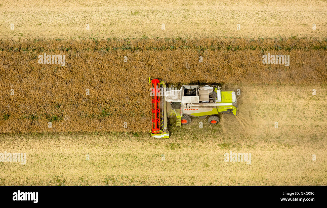 Vista aerea, il raccolto di grano, FAHR mietitrebbia raccolta, agricoltura, Vipperow, Meclemburgo Lake District, Mecklenburgian Foto Stock