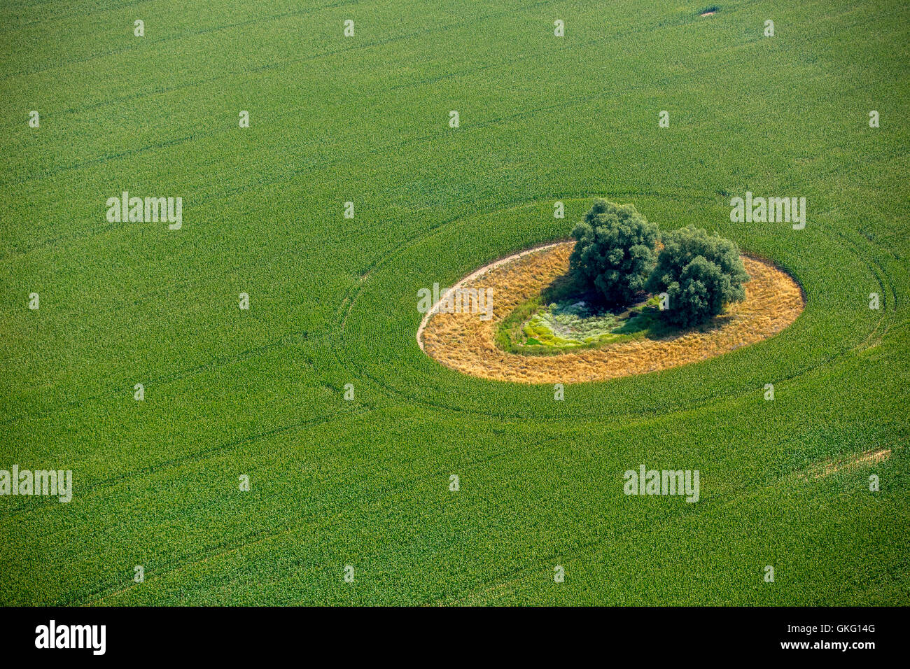 Veduta aerea del campo verde con tree isola a forma di smile, Duckow, Meclemburgo Lake District, Mecklenburg Svizzera, Foto Stock
