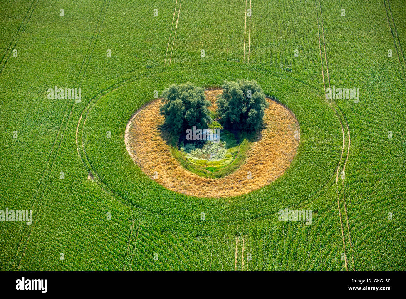 Veduta aerea del campo verde con tree isola a forma di smile, Duckow, Meclemburgo Lake District, Mecklenburg Svizzera, Foto Stock