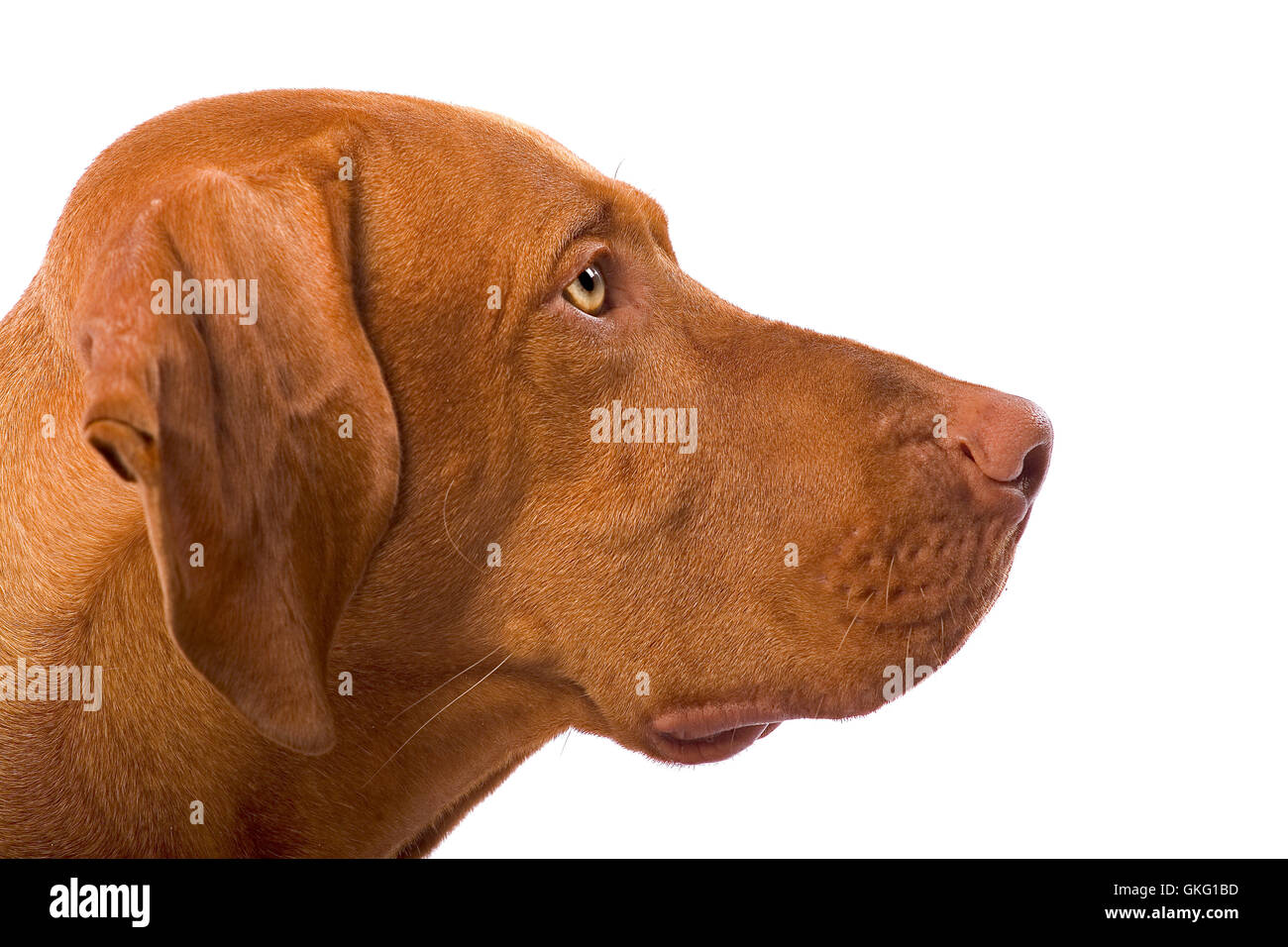 Animali isolati ritratto Foto Stock