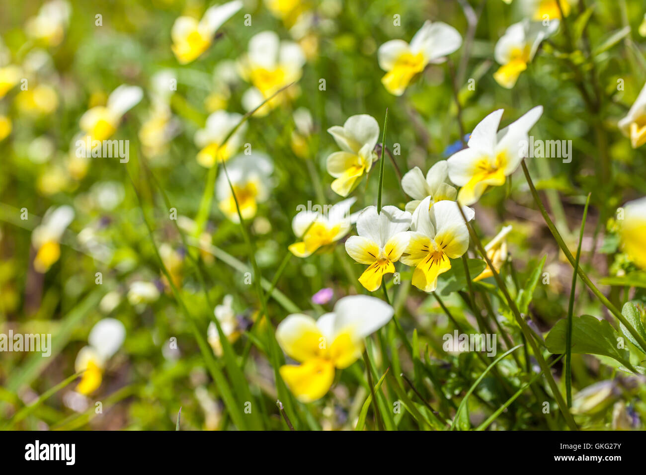 Viola selvatica su un prato di montagna (Viola arvense) nella parte posteriore della Valle Aurina, Alto Adige, Italia Foto Stock