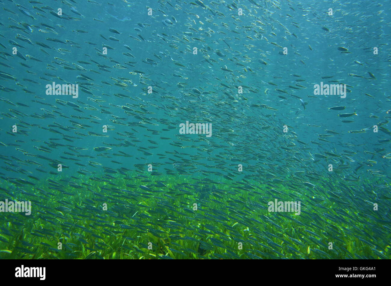 Il novellame scuola mare subacquea su fondali marini con piante fanerogame, Oceano Atlantico, Florida Foto Stock