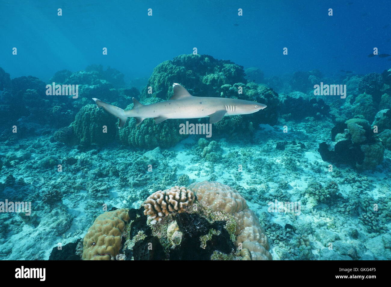 Un whitetip reef shark, Triaenodon obesus, subacquea, oceano pacifico, Arcipelago Tuamotu, Polinesia Francese Foto Stock
