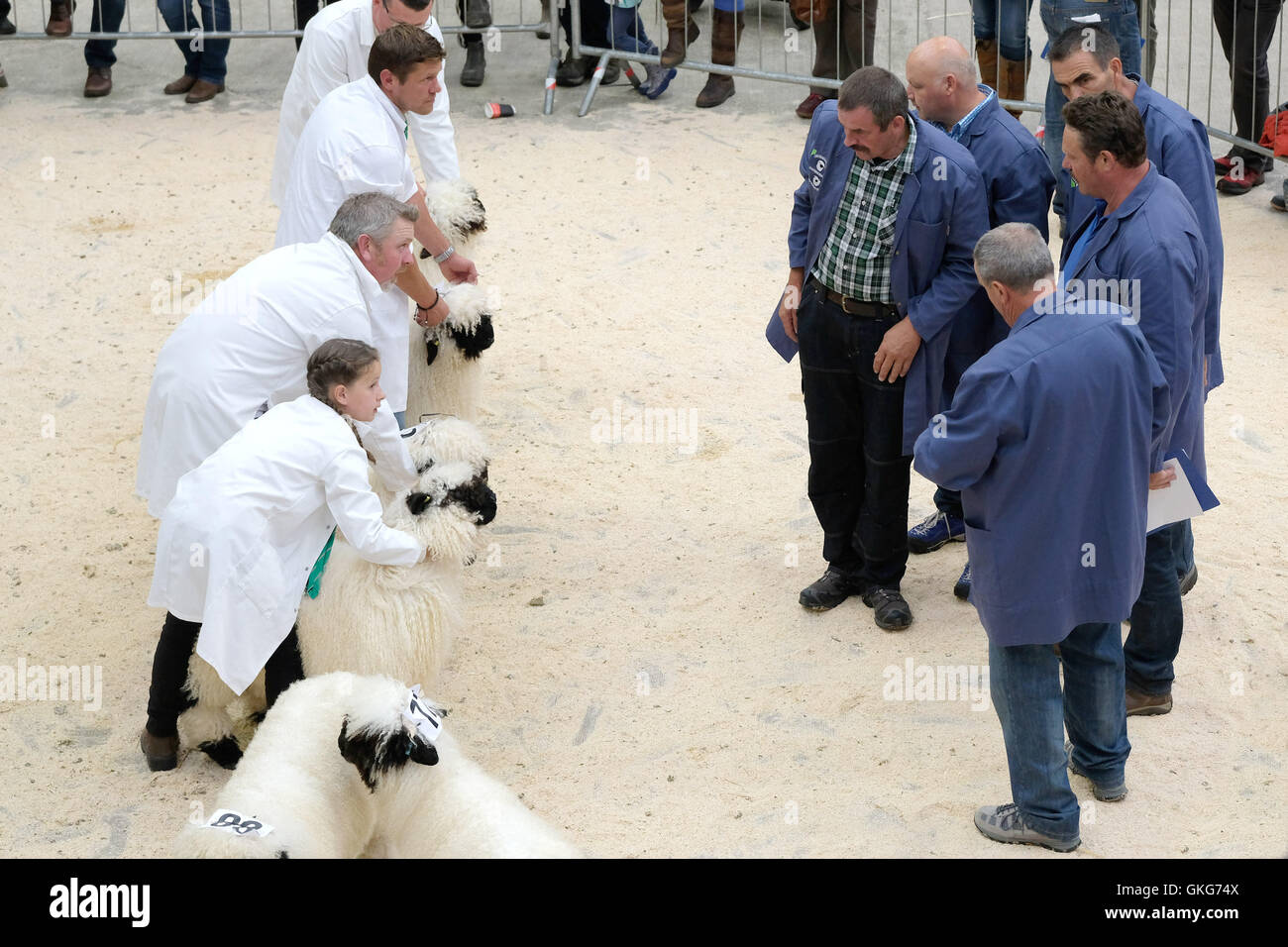 Carlisle, Regno Unito. 19 Agosto, 2016. Il Vallese Blacknose pecore Society UK ospita il Regno Unito il primo spettacolo e vendita dedicata alla rara razza svizzera, Vallese Blacknose, sabato 20 agosto a Harrison e Hetherington Borderway del Mart, Carlisle.con gli allevatori che viaggiano in lungo e in largo il Regno Unito, questo evento inaugurale vedrà in eccesso di 150 Vallese Blacknose pecore in mostra, con oltre 50 offerte in vendita. Credito: Tim Scrivener/Alamy Live News Foto Stock