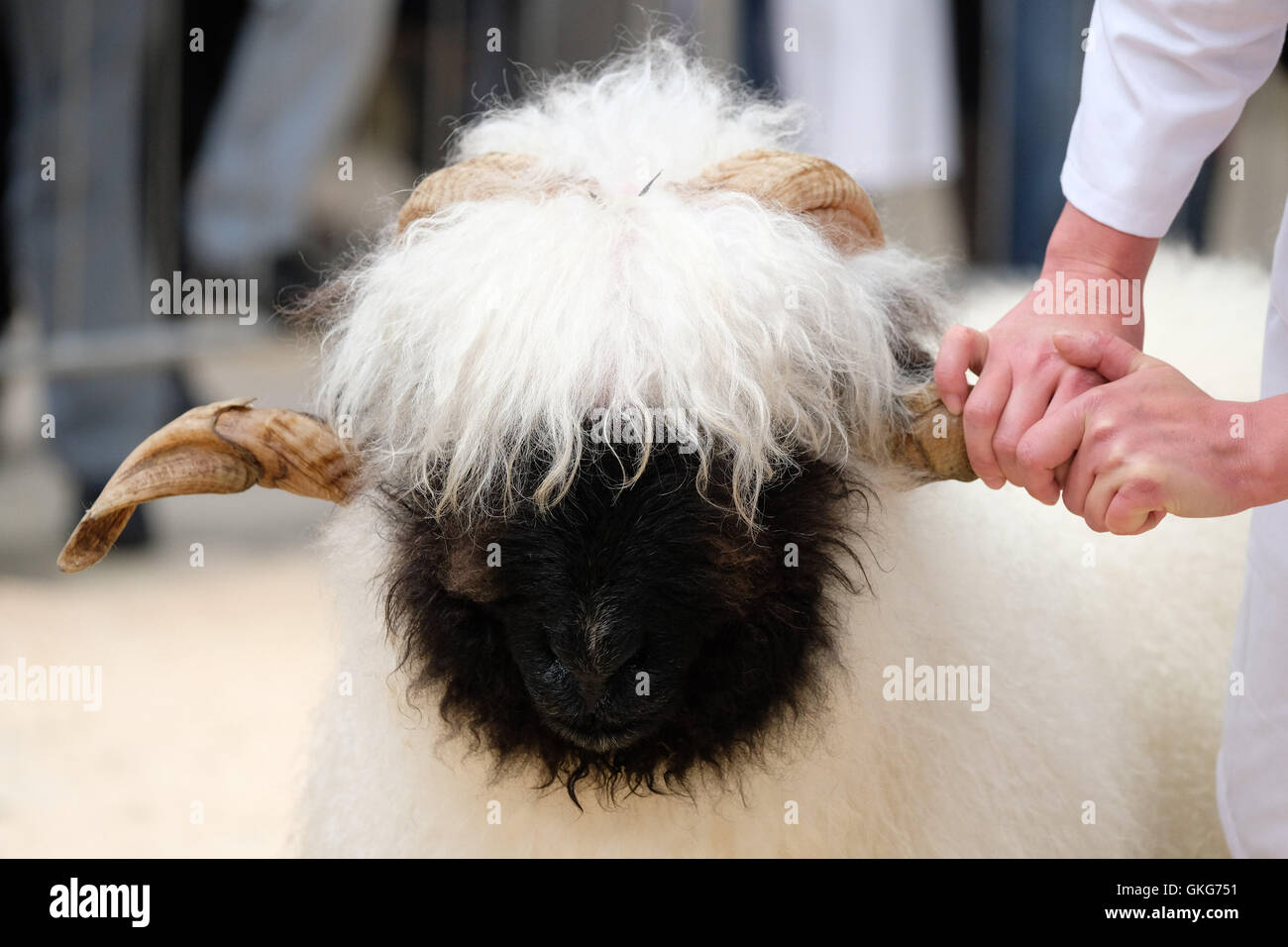 Carlisle, Regno Unito. 19 Agosto, 2016. Il Vallese Blacknose pecore Society UK ospita il Regno Unito il primo spettacolo e vendita dedicata alla rara razza svizzera, Vallese Blacknose, sabato 20 agosto a Harrison e Hetherington Borderway del Mart, Carlisle.con gli allevatori che viaggiano in lungo e in largo il Regno Unito, questo evento inaugurale vedrà in eccesso di 150 Vallese Blacknose pecore in mostra, con oltre 50 offerte in vendita. Credito: Tim Scrivener/Alamy Live News Foto Stock